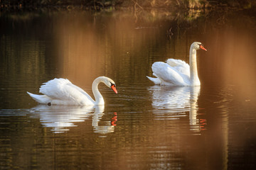 two swans swimming at sunrise at skylakes Plothen, Germany