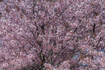 Beautiful, lush sakura branches
Sakura blossom
Romantic mood
Pink flowers and fresh foliage.
Natural dreamy background in bright colors.