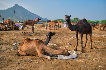 Fototapeta premium Camels at Pushkar Mela Pushkar Camel Fair famous tourist attraction in Pushkar, Rajasthan, India