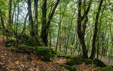 Urwüchsiger Wald auf der Milseburg in der Rhön