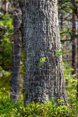 Deciduous tree trunks wrapped in metal mesh. Protection of trees in the forest against rodents and beaver.