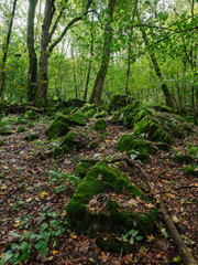 Urwüchsiger Wald auf der Milseburg in der Rhön