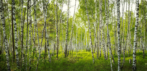Birch tree forest in Biebrza National Park, Poland