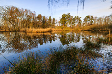 Fototapeta na wymiar beautiful sunrise at the Sky Lakes Plothen, Trees reflection, Thuringia, Germany