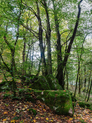 Urwüchsiger Wald auf der Milseburg in der Rhön