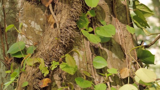 A large loach grows on a tall tree trunk. Light leaves and airy roots against a background of beech bark. Abstract natural background. The image of pure nature.