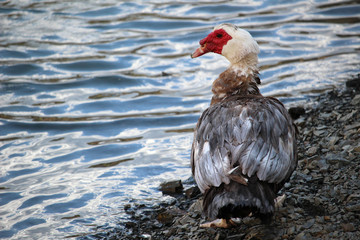 Pato criollo (Cairina moschata momelanotus). También llamado  ñuñuma,​ bragado, pato negro, pato mudo o pato real