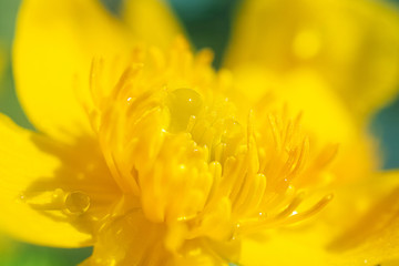 Yellow wild flower close-up, detailed macro photo. Summer vibrant floral background image. Copyspace.