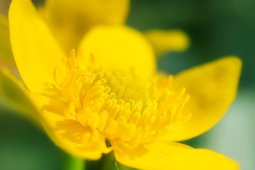 Yellow wild flower close-up, detailed macro photo. Summer vibrant floral background image. Copyspace.