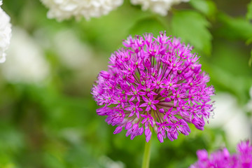 Rosa und weiße Blüten Zierlauch