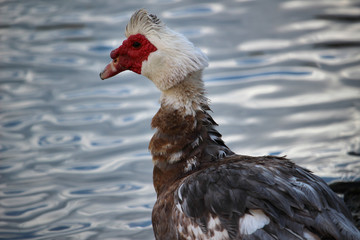 Pato criollo (Cairina moschata momelanotus). También llamado  ñuñuma,​ bragado, pato negro, pato mudo o pato real