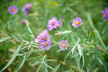flowers in the grass