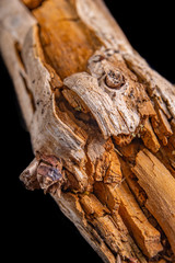 Decayed hardwood. Wood that is not suitable for use in carpentry.