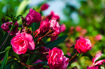 Red oleander on green background with copy space, beautiful bokeh