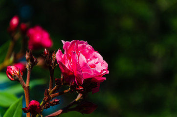 Red oleander on green background with copy space, beautiful bokeh
