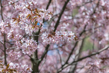 Beautiful, lush sakura branches
Sakura blossom
Romantic mood
Pink flowers and fresh foliage.
Natural dreamy background in bright colors.
