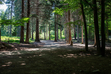 path in the forest