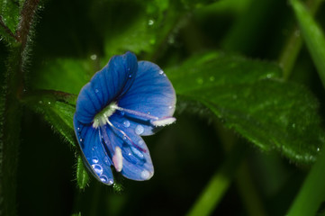 Blue flower of Speedwell or Veronica with drops of water closeup. Flowers after rain in green blurred background from grass. Fresh blue flowers.