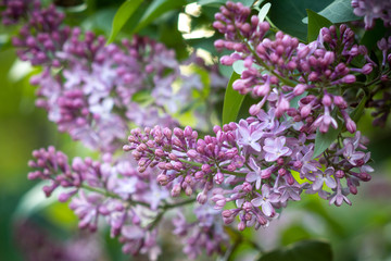 Fototapeta na wymiar Purple lilac flowers blooming on a branch