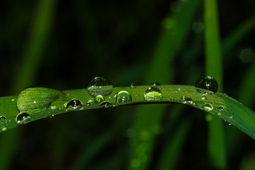 Drops of water on the green leaf after rain. Drops of water with reflection on blurred background. Natural spring wallpaper.