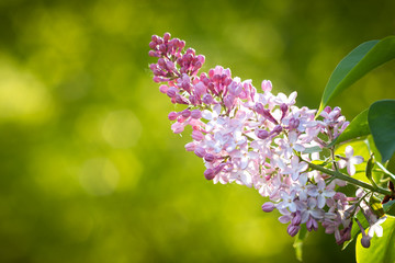 Purple lilac flowers blooming on a branch