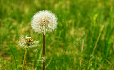Obraz na płótnie Canvas Taraxacum is a large genus of flowering plants in the family Asteraceae, which consists of species commonly known as dandelions.