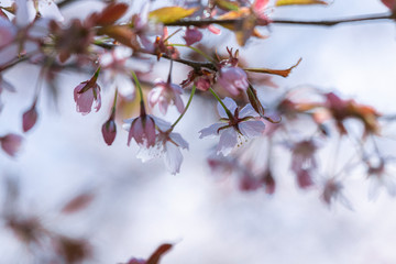 Branches of blooming sarura, photo with soft focus on a background of gentle blue sky and greenery.
Beautiful pink and blue background for text.
Floral nature spring abstract background.
Delicate pink