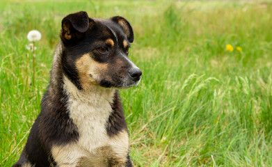 Naklejka na ściany i meble Green Grass, Happy Dog: Preventing Dog Urine Spots on Lawns