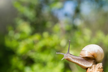Little snail in the sun. Snail in brown colors on green blurred background. Concept photo of sunny spring.