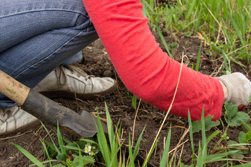Horticulture is the science and art of the development, sustainable production, marketing, and use of high-value, intensively cultivated food and ornamental plants.