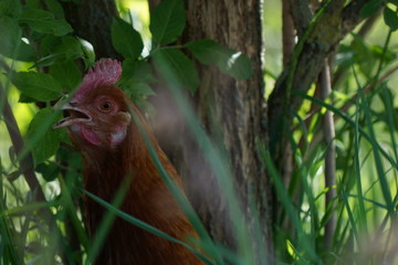 Huhn in hohem Gras