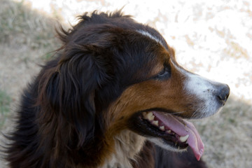 Hechelnder dreifarbiger langhaariger Australian Sheperd - Berner Sennenhund Mix