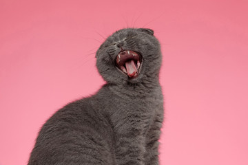 adorable scotish fold cat meowning