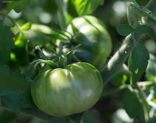 unripe green tomatoes on organic garden plant