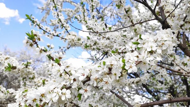 Blooming cherries in the spring in the wind pollinated by bees