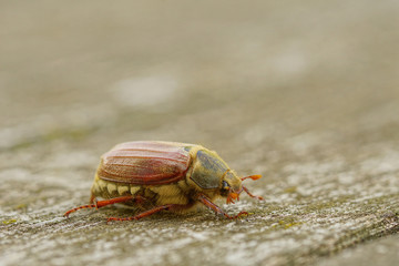 May Beetle crawling across a wooden Table