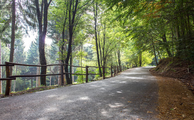 road in the woods