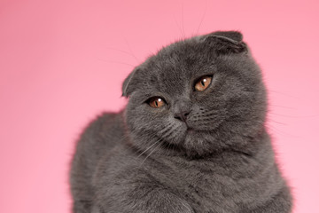 adorable scotish fold cat looking to side and laying down