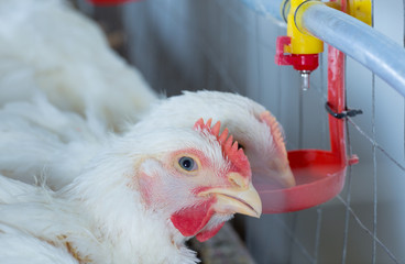 chicken and chicken production at the poultry farm.