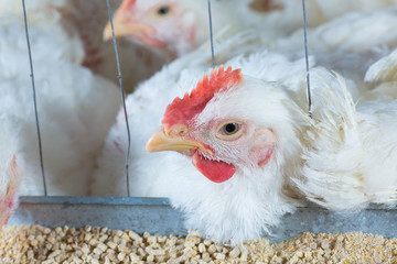 chicken and chicken production at the poultry farm.