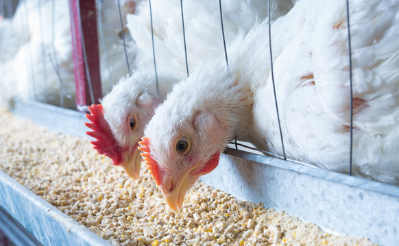 chicken and chicken production at the poultry farm.