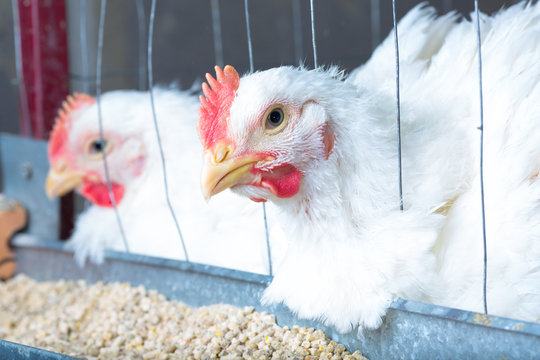 chicken and chicken production at the poultry farm.