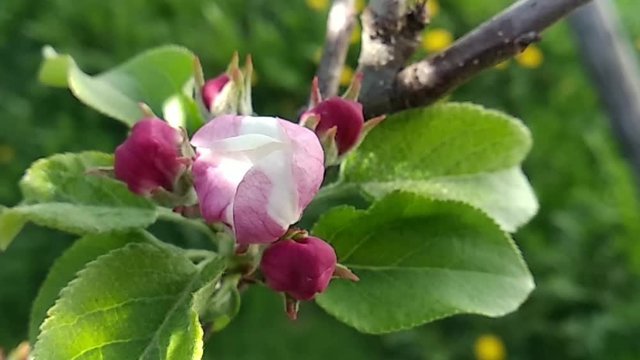 The young apple blossoms blooming in spring.