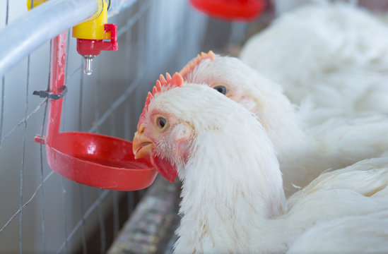 chicken and chicken production at the poultry farm.