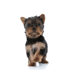 cute yorkshire terrier looking up and walking