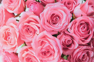 Heap of fresh pink roses in full bloom.