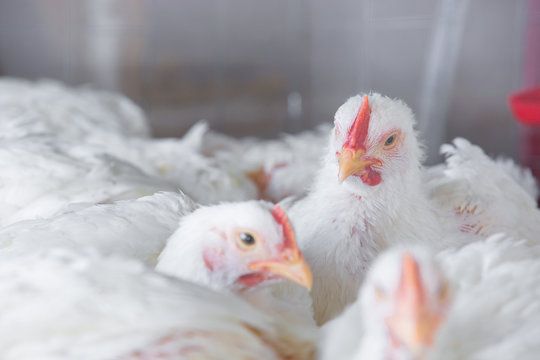 chicken and chicken production at the poultry farm.