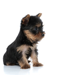 cute yorkshire terrier looking to side and sitting