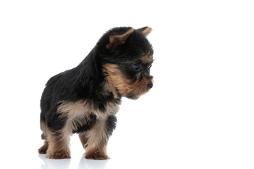 curious yorkshire terrier looking to side and exploring