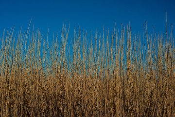 Obraz premium Brown reeds stretching towards the sky.